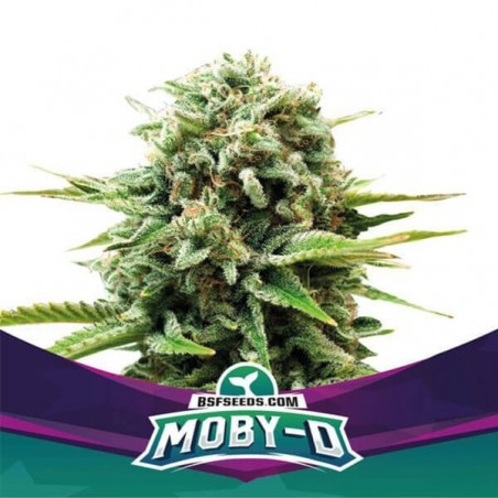 Moby-D Cannabis Plant