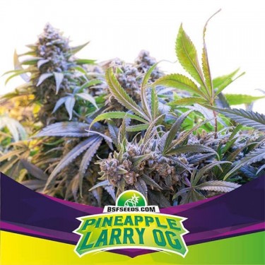 Pinneapple Larry OG Cannabis Plant