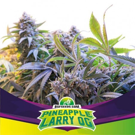 Pinneapple Larry OG Cannabis Plant
