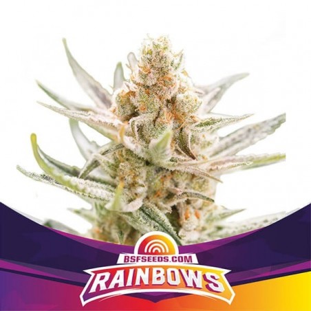 Rainbows Cannabis Plant