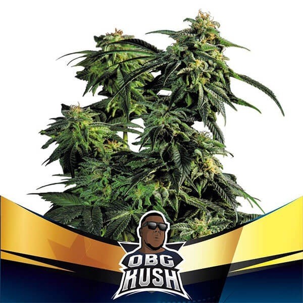 View OBG Kush Faster Flowering Marijuana Plant