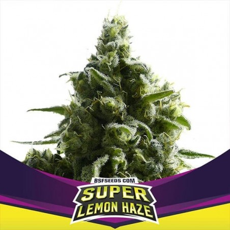 SLH Marijuana Plant
