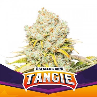 Tangie Marijuana Plant