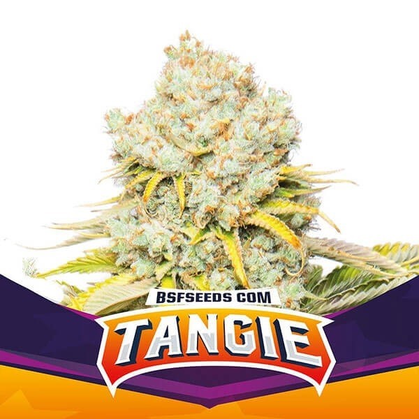 View Tangie Marijuana Plant