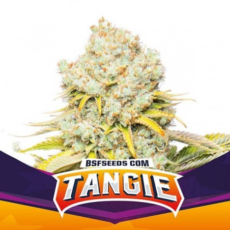 Tangie Marijuana Plant