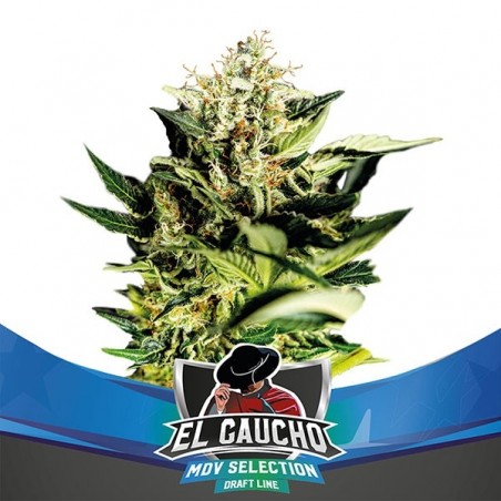 El Gaucho Faster Flowering Marijuana Plant