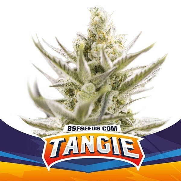 View Tangie XXL Auto Marijuana Plant