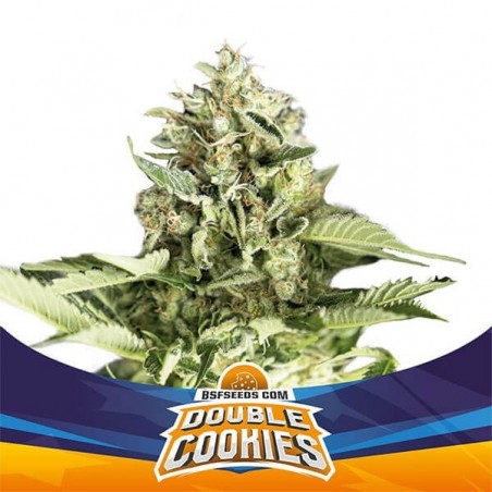 Double Cookies Auto by BSF Seeds Auto - GB