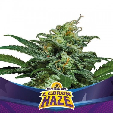 Lebron Haze XXL Auto Marijuana Plant