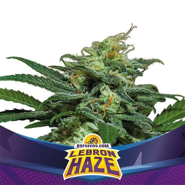 View Lebron Haze XXL Auto Marijuana Plant