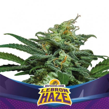 Lebron Haze XXL Auto Marijuana Plant