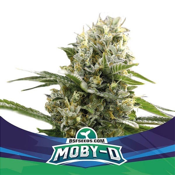 View Moby-D XXL Auto Marijuana Plant