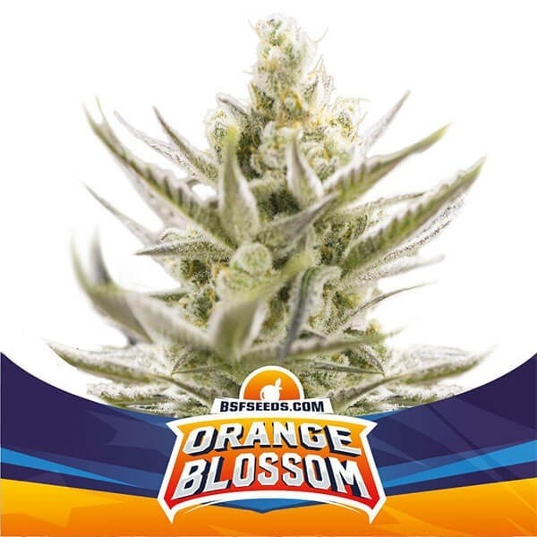 View Orange Blossom XXL Auto Marijuana Plant