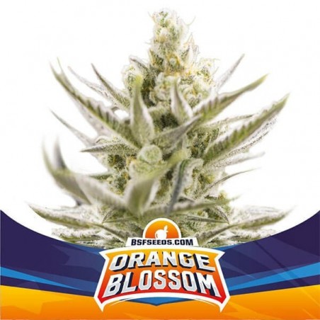 Orange Blossom XXL Auto Marijuana Plant
