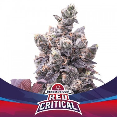 Red Critical Auto Marijuana Plant