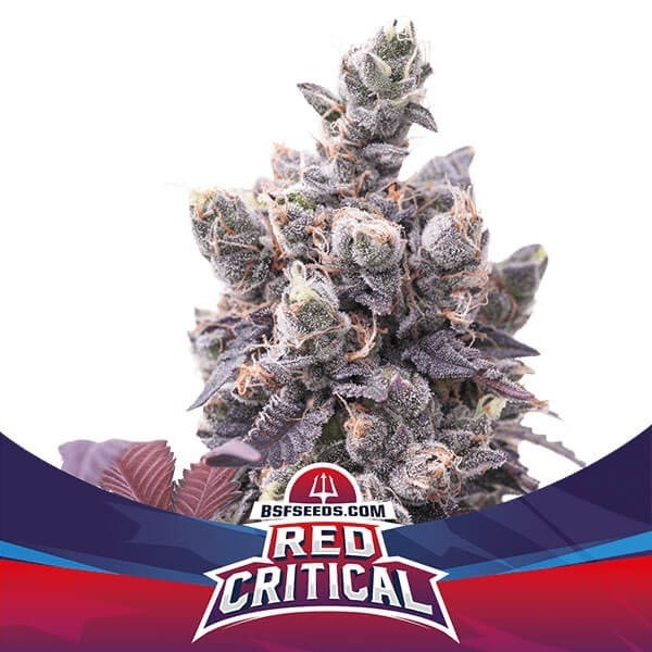 Red Critical Auto Marijuana Plant