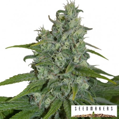 Auto Max cannabis plant