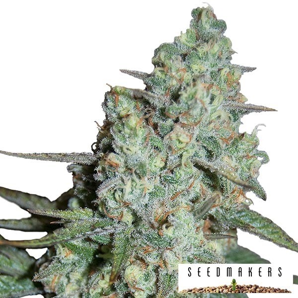 Wonder Skunk marijuana plant
