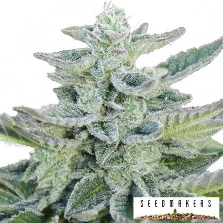 Super Kush cannabis plant