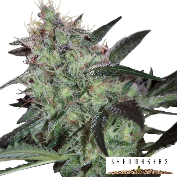 Super Diesel marijuana plant