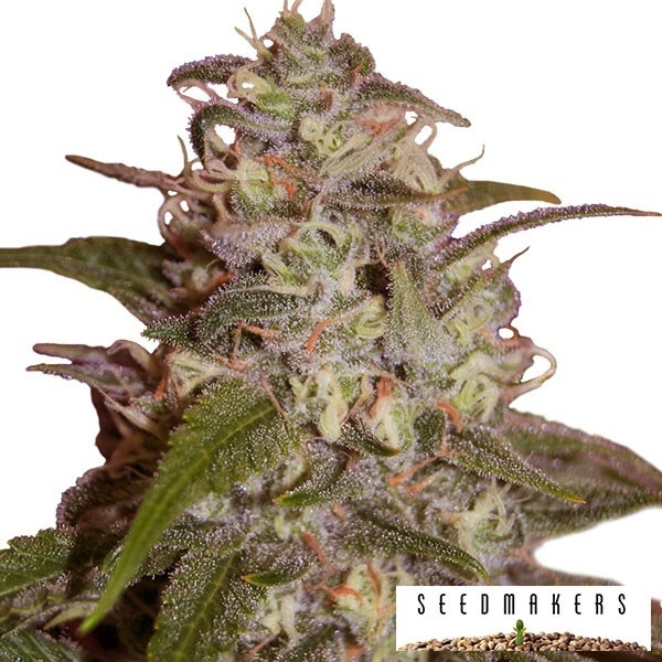 Orange Light marijuana plant
