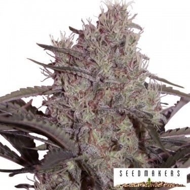 Jack Widow marijuana plant