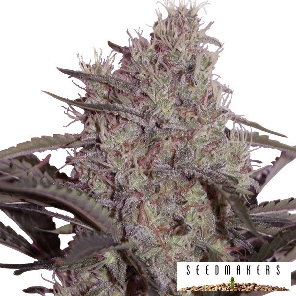 Jack Widow marijuana plant