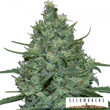 Critical cannabis plant