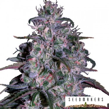 Alakazam - Seedmakers