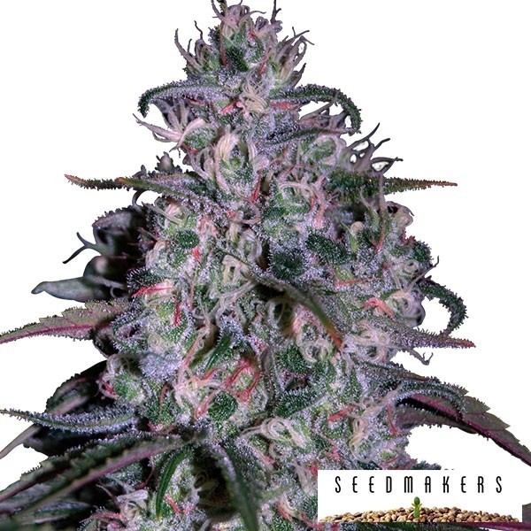 Alakazam marijuana plant