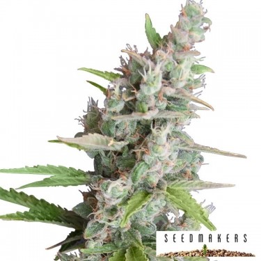 AK auto