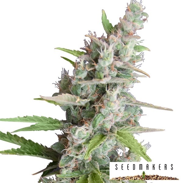 AK auto cannabis plant