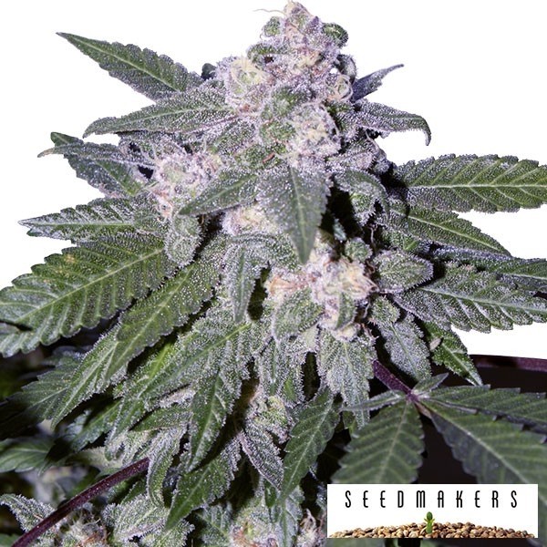 Auto Blue cannabis plant