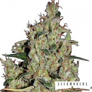 Auto Critical cannabis plant