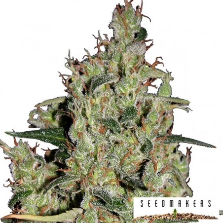 Auto Critical cannabis plant