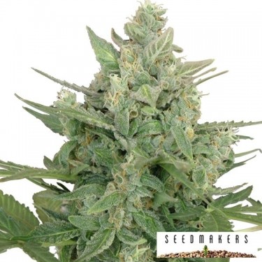 View Low Dwarf Auto cannabis plant