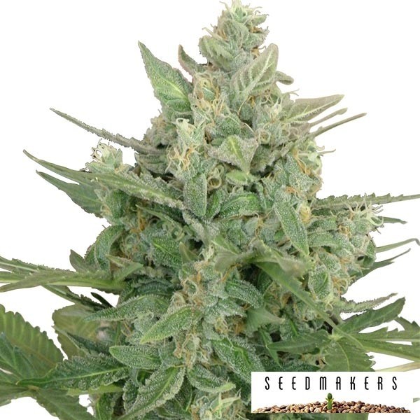 Low Dwarf Auto cannabis plant