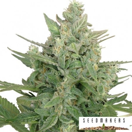 Low Dwarf Auto cannabis plant