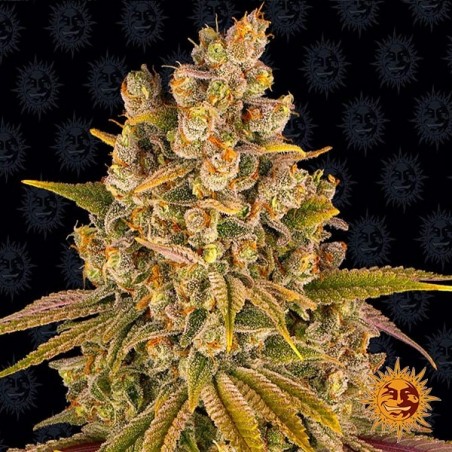 Lemon Tree Marijuana Plant