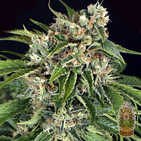 View Sir Jack Auto Pure CBD Marijuana Plant