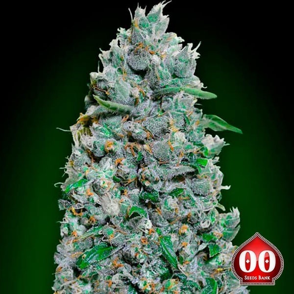 Auto Afghan Mass XXL Marijuana Plants
