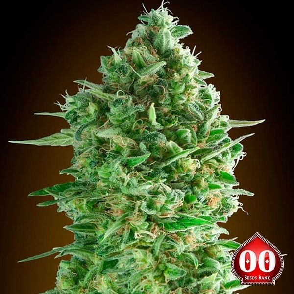 View Do-Si-Dos Cookies Marijuana Plant
