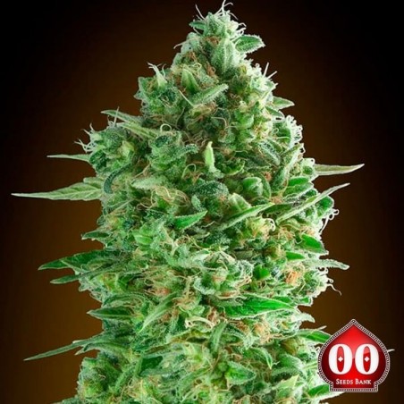 Do-Si-Dos Cookies Marijuana Plant
