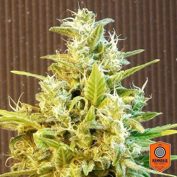 View CBG Auto cannabis strain