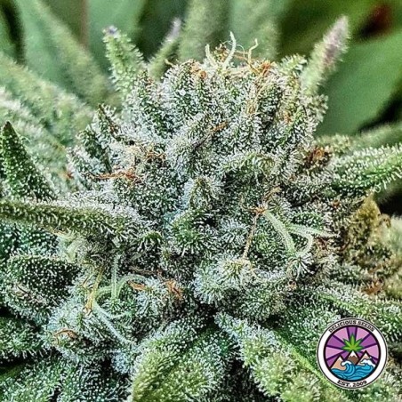 Buy Lord Kush by Delicious Seeds - GB