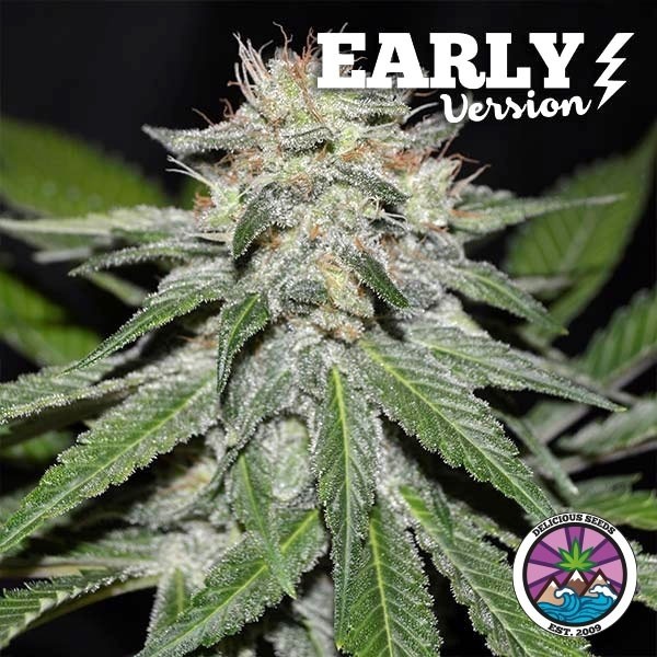 View Critical Neville Haze Early Version