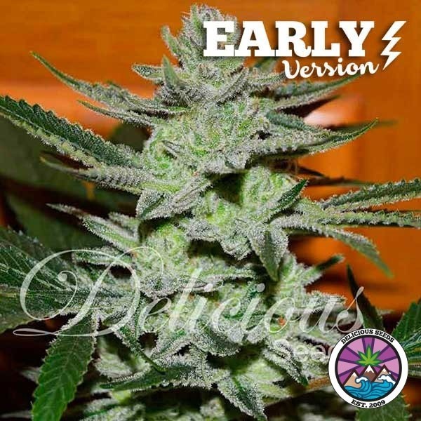 View Unknown Kush Early Version