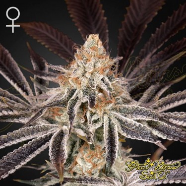 Buy Dark Phoenix by Green House Seeds - Growbarato