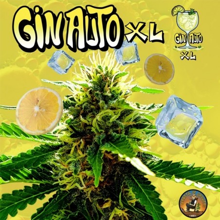 Gin Auto XL