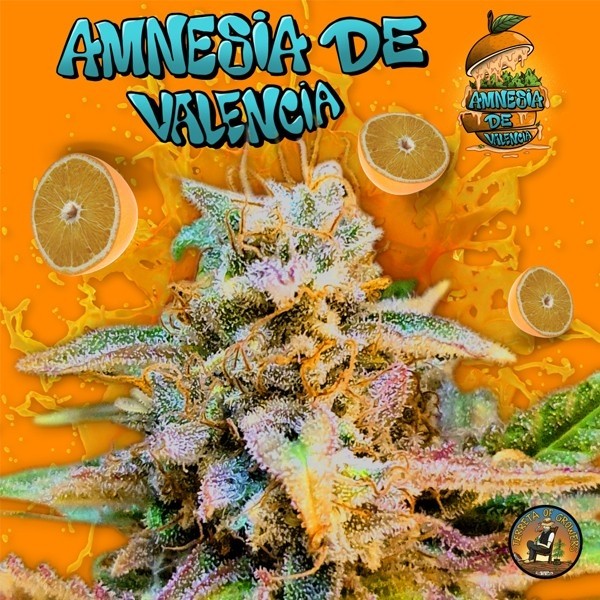 View Amnesia de Valencia